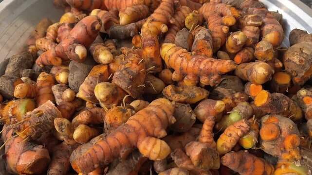 Fresh turmeric harvested from field placed in a bowl