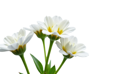 A close-up view of white flowers arranged in a vase, suitable for use as a decorative image or in a still life composition
