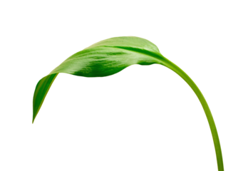 Fresh Green Leaf on Elegant Stem