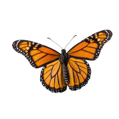 Fototapeta premium A close-up of an orange butterfly with black spots on its wings, suitable for use in nature or wildlife related contexts