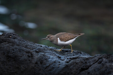 Sandpiper on cold coastal rocks in natural habitat