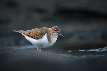 Sandpiper on cold coastal rocks in natural habitat