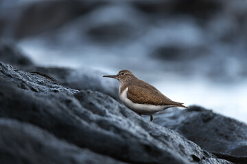 Sandpiper on cold coastal rocks in natural habitat