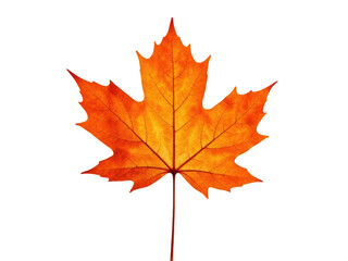 Obraz premium A single orange maple leaf on a white background