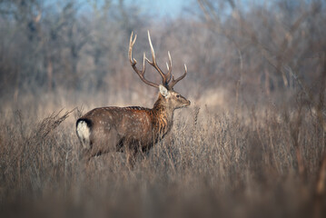 Obraz premium Majestic stag or deer standing in winter grassland