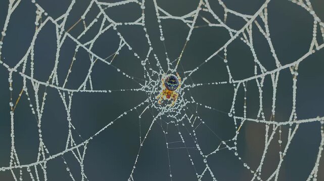 Detailed Close-Up Video of Spider in Web with Water Droplets