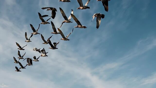 A flock of birds soaring through a bright blue sky, wings spread wide