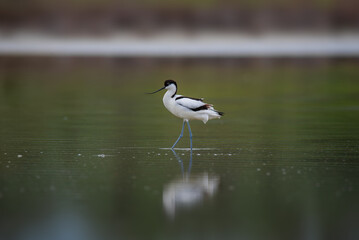 Avocet Standing in Shallow Water with Reflection