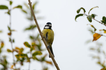 Blue Tit Perched on Branch in Natural Garden Setting