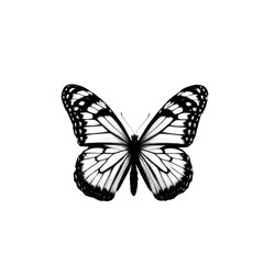 Obraz premium A delicate black and white butterfly perches on a white background, waiting for its next adventure