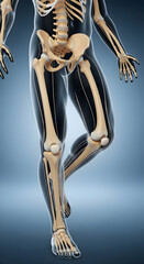 Human Body Skeleton Walking Anatomy Medical Illustration