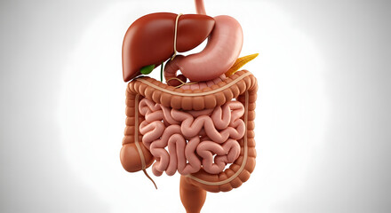 Viewing Human Digestive System Anatomy Diagram