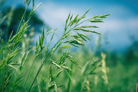 Lush Johnson Grass: Vibrant Green Leaves and Seeds Amidst a Scenic Summer Meadow Under a Bright Blue Sky