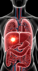 Human Torso Showing Internal Organs Anatomy Illustration