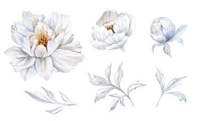 Botanical watercolor illustration of Peones. Hand drawn white flower isolated on white background for wedding invitation,  greeting card or d&eacute;cor