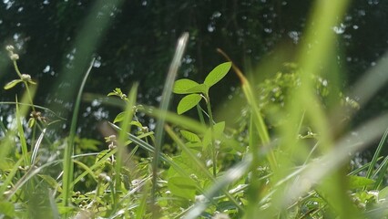 “Fresh Green Plants Growing in Sunlight with Soft Natural Bokeh”