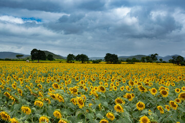 Fototapeta premium field of sunflowers and blue sky