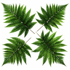 Four fern fronds arranged in a square pattern