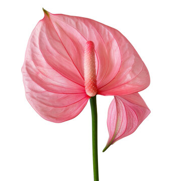 Elegant Pink Anthurium Blooms Gracefully on White Backdrop