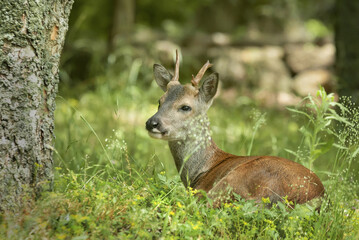 roe deer