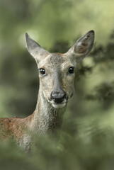 female roe deer