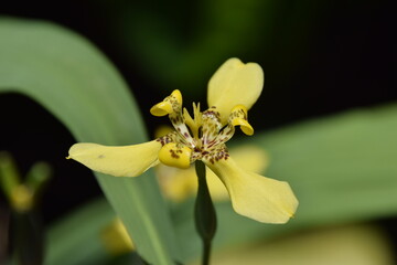 Neomarica longifolia close up with green leaves background