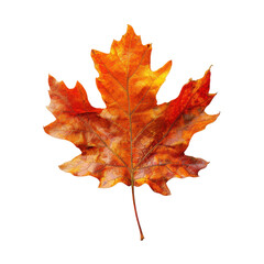 Obraz premium Autumn maple leaf, orange red fall foliage, realistic dried leaf texture for seasonal design and nature branding isolated PNG with Transparent Background