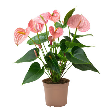 Tropical anthurium houseplant in brown pot, pink flamingo flower foliage, indoor potted plant decor PNG isolated PNG with Transparent Background