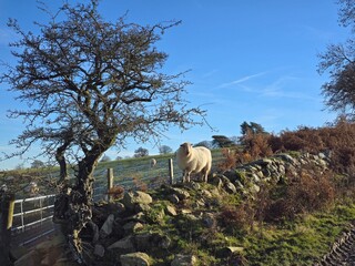Sheep on a stone wall 