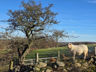 Sheep on a stone wall 
