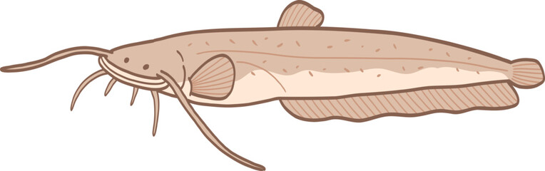 Illustration of a Catfish