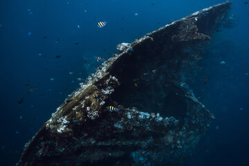 Liberty Wreck in Tulamben, Bali. Freediving on wreck ship