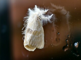 an adult brown tail moth or Euproctis chrysorrhoea with its distinctive fluffy white body and...