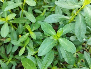 alligator weed (Alternanthera philoxeroides) in the yard 