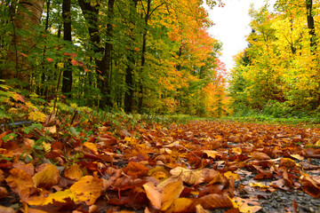 A country road in autumn, Sainte-Apolline, Québec,  Canada
