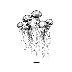 A sketch of a group of jellyfish with long tentacles floating in the water in black and white style