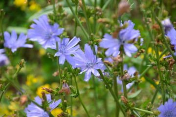 Vibrant Blue Chicory Flowers in a Summer Field