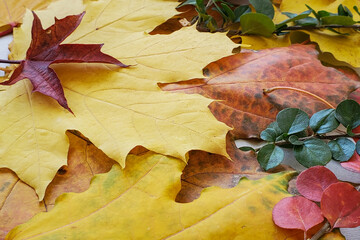 Autumn natural background, bright fallen leaves, colorful foliage