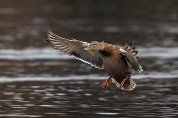 great crested grebe