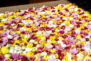 カラフルな菊の花、、花手水