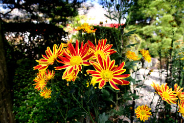 カラフルな菊の花