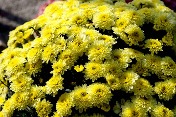 カラフルな菊の花