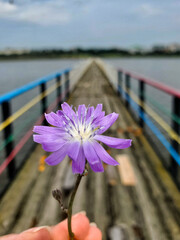 Long wooden bridge over water, flower, way forward