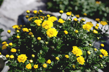 カラフルな菊の花