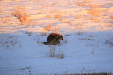 A porcupine heads over the hill in March.