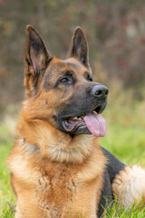 The picture shows a German Shepherd Dog (GSD).