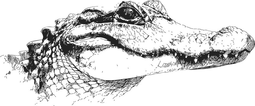 Alligator head sketch, hand drawn detailed reptile portrait with textured scales. Vector illustration