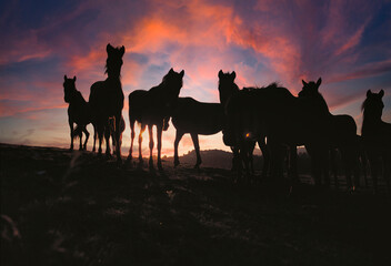 Silhouettes of wild horses standing on open land with a vibrant sunset sky creating a dramatic peaceful and natural scene