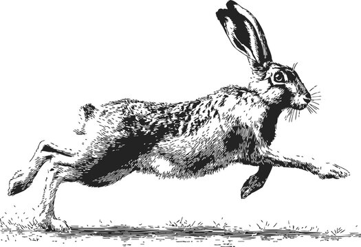 Hare sketch hand drawn leaping across ground in dynamic running pose. Vector illustration