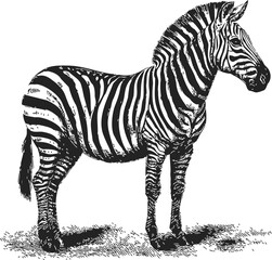 Obraz premium Zebra sketch hand drawn style standing on grass detailed black and white stripes. Vector illustration